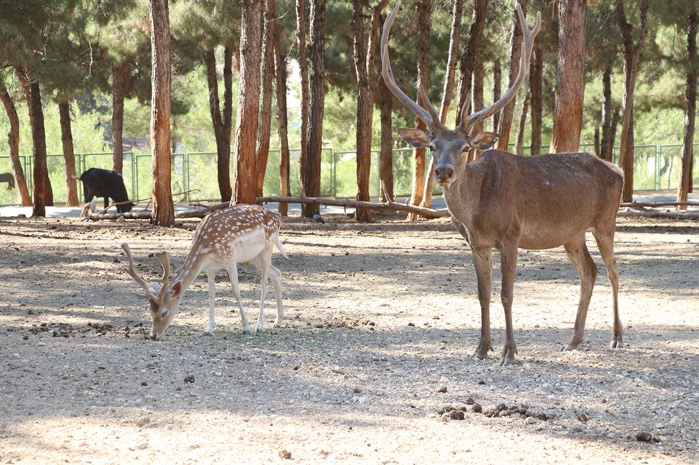 Türkiye'nin ilk ve tek Safari Parkı’na yoğun ilgi Türkiye'nin ilk ve tek Safari Parkı’na yoğun ilgi